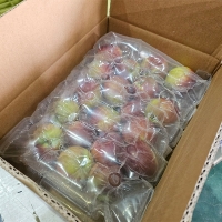 새콤달콤한 고당도 대석자두(푸)