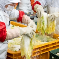 [김장철] 신선한 재료로만든 매운김치(푸)