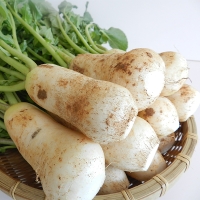 [신한카드 할인]  싱싱하고 아삭아삭한  알타리&초롱무