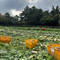 겨울의 보물  제주 흙 월동무