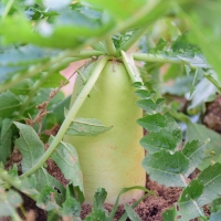 [농협] 한아름드린 신선 무 3kg/5kg/10kg(특/개당중량1~3kg)