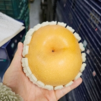 [김장철] 달콤함이 꽉 찬 가을 신고배 (3kg/5kg)