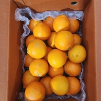 [신한카드 할인]  과즙이 일품인  고당도  황금향(푸)