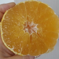 시원한 해풍맞고자란 제주 황금향