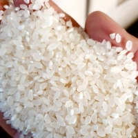 (25년산) 홍성농부의 운광미 4kg / 10kg (일주일내 도정 / 직접도정)