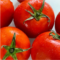 [만원의 행복] [토마디어] 찰진 완숙토마토 1kg 2kg 3kg 5kg 빨간 토마토