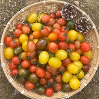 저칼로리 간식 컬러 방울토마토