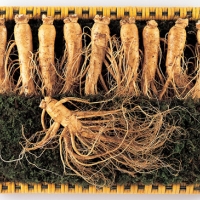 [名品] 금산인삼 선물용 포장 수삼세트(1300g)(12~14뿌리)