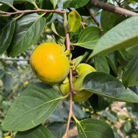 [신한카드 할인]  달콤 아삭한  고당도 단감(푸)