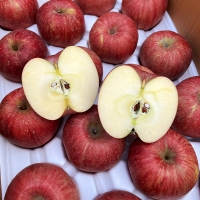 [만원의 행복] 25년 [부사  사과] 가을을 시작하는 과일  새콤달콤 사과 (1kg/3kg/5kg)