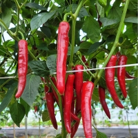 홍성엄마농부의 고춧가루 250g / 400g / 2kg (보통맛) 유기농고추 직접재배