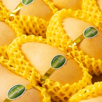 압도적 당도의 남독마이 골드망고