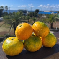 [만원의 행복] 고당도 타이벡  감귤(푸)