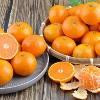 [제주향기] 탐나는 노지감귤 5kg(M-S/47-79과내)