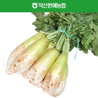 [농협] 한아름드린 신선 김장 다발무 8kg(특/6-8내외)