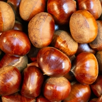 [자연속애] 충남부여 햇 알밤 1kg/2kg/3kg/5kg(대)