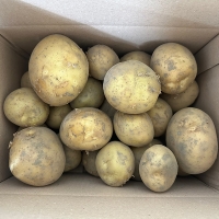 쫀득쫀득 정말 맛있는 설봉감자