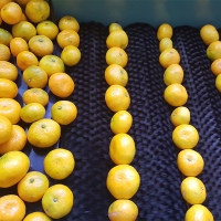 [만원의 행복] 고당도 타이벡  감귤(푸)