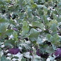 제주도 프리미엄 콜라비(푸)