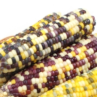 [자연속애] 중국산 냉동 찐 얼룩이 찰옥수수 10개/20개/25개/45개(특16-18cm내외)