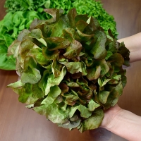 [무농약/수경재배] 유러피안 샐러드 야채 모듬세트 [1kg/4종]