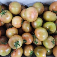 [만원의 행복] 산지직송 국내산 완숙 찰토마토  쥬스용 로얄과 대과 중과  2.5kg