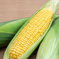 산지직송 제철 고당도 초당옥수수 특품 최상품