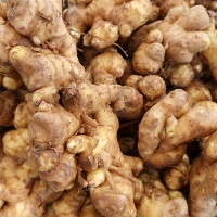 [만원의 행복] [생강최고] 찐한 생강 흙생강 세척생강 1kg