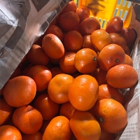 짙은 단맛의 귀한귤  홍미향