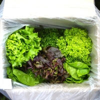 [농협] 한아름드린 GAP인증 유러피안 샐러드 1kg(박스)/당일 수확/선별/출고