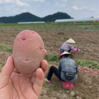 땅속에 사과 국내산 홍감자