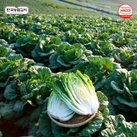 [예약배송] [한국농협김치] 전북대표 마이산 절임배추 10kg(4-6포기) /도착일 지정