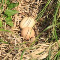 (난각번호 1번) 자연방사 방목 유정란 계란 달걀 20구 (52g이상 특란 무선별 배송) 계란