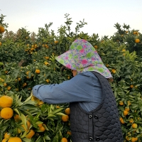 [만원의 행복] 고당도 타이벡  감귤(푸)