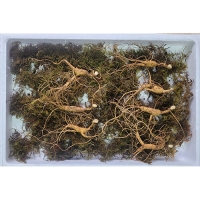 이석철농가 11년근이상 산양 산삼 5뿌리