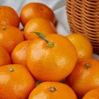 [감귤최고] 타이벡 감귤 4.5kg 가정용 실속형