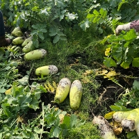 겨울의 보물  제주 흙 월동무