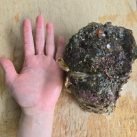 자연산 손질 바위굴 벚굴 2kg 3kg 