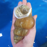 청정해역 동해안 백고동.백골뱅이(푸)