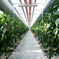 [농협] 한아름드린 신선 혼합 파프리카(빨강/노랑) 2kg/4kg(상/가정용)