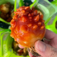 [力] 제철 통영 멍게 1kg 손질 세척 깐 멍게 500g 꽃멍게 자연산 돌멍게