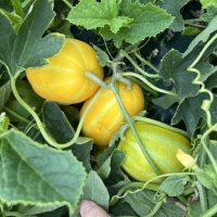 성주참외 고당도 참외 못난이참외 2kg 3kg 5kg 10kg 가정용 실속형