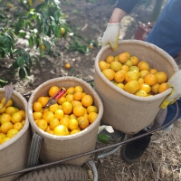  [주말특가!](로얄과) 새콤함으로 가득 찬 제주 노지 감귤 (3kg/5kg/10kg)