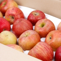 [과일예찬] 못생겨도 맛좋은 가정용 사과 3kg(10-16내)