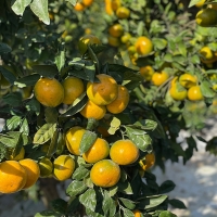 [감귤최고] 타이벡 감귤 4.5kg 가정용 실속형