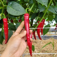 홍성엄마농부의 고춧가루 250g / 400g / 2kg (보통맛) 유기농고추 직접재배