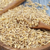 (25년산) 홍성농부의 국내산 호라산밀 1kg 카무트 국내산