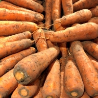 [농협] 한아름드린 흙당근 2kg/3kg/5kg/10kg(상)