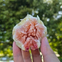 부드럽고 달콤한맛이 일품인  (청,홍)무화과