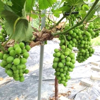 [과일예찬] 탐나는 김천 샤인머스캣세트 1.5kg(특2-3수)